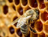 Bienenvölker ( carniсa, Buckfast) Bienen Rheinland-Pfalz - Waldfriede bei Birkenfeld Vorschau