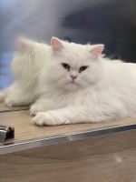 BLH Angora mix Wandsbek - Hamburg Bergstedt Vorschau