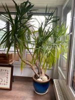 Pflanze Yucca Palme Palmlilien mit Topf Hessen - Haiger Vorschau