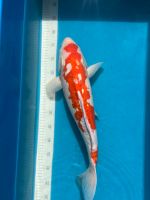 Kikusui Japan KOI schönes Tier Baden-Württemberg - Murg Vorschau