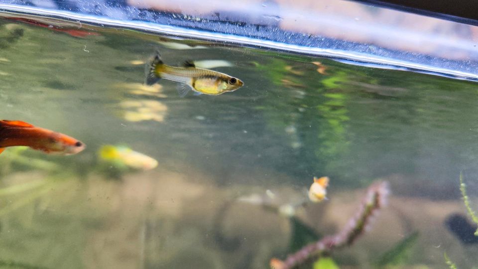Junge Guppies Guppy Männchen + Weibchen Aquariumfische Aquarium in Arnsberg