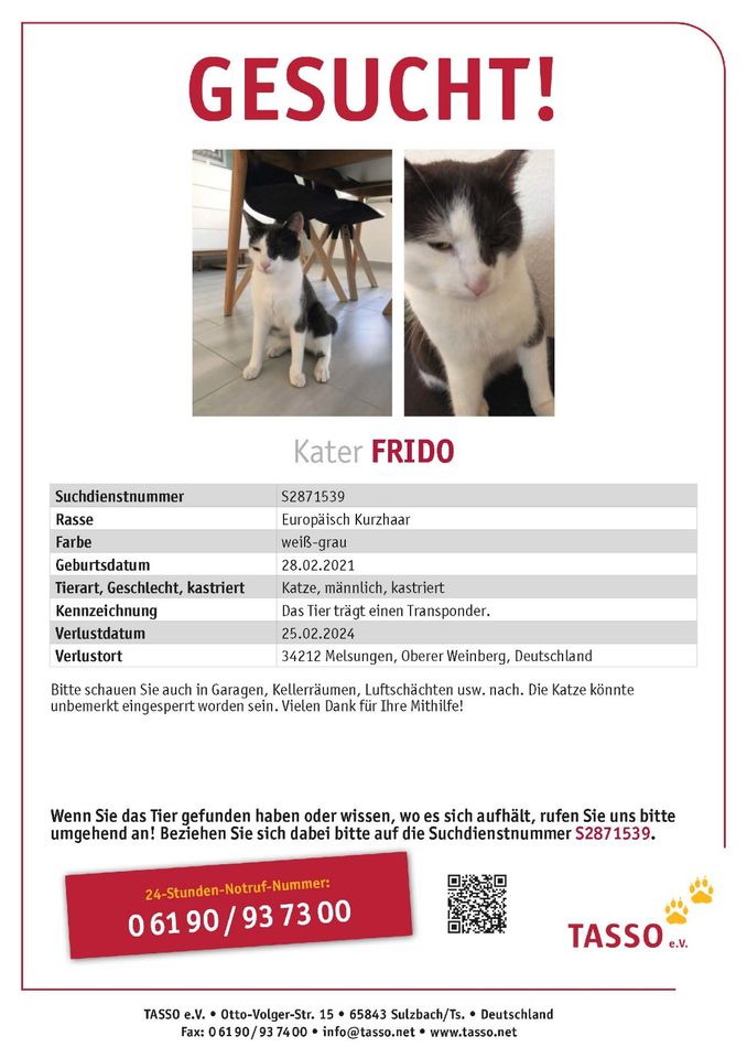 Katze gesucht! Wer hat Frido gesehen? in Melsungen