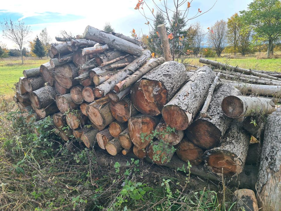 Brennholz Fichte Feuerholz 1m Stämme in Eichigt