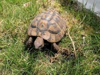 Griechische Landschildkröte Schildkröte Bayern - Trebgast Vorschau