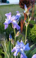 Iris Schwertlilie Blue Pearl Nordrhein-Westfalen - Waltrop Vorschau
