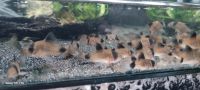 Corydoras Panda Panzerwels Nachzuchten Altona - Hamburg Iserbrook Vorschau