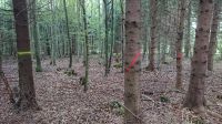 Brennholz , Selbstwerbung , selber fällen Bayern - Treuchtlingen Vorschau
