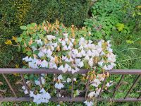 Rhododendron weiß Duisburg - Homberg/Ruhrort/Baerl Vorschau