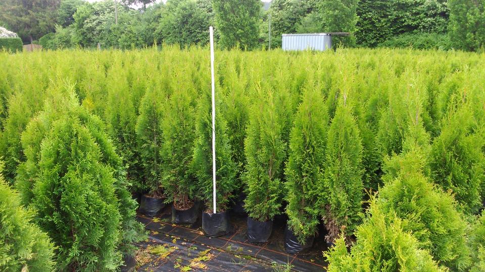 Thuja-Zentrum: Brabant 125-150 7,95 bis Smaragd 225-250 ab 49,00 in Leutkirch im Allgäu