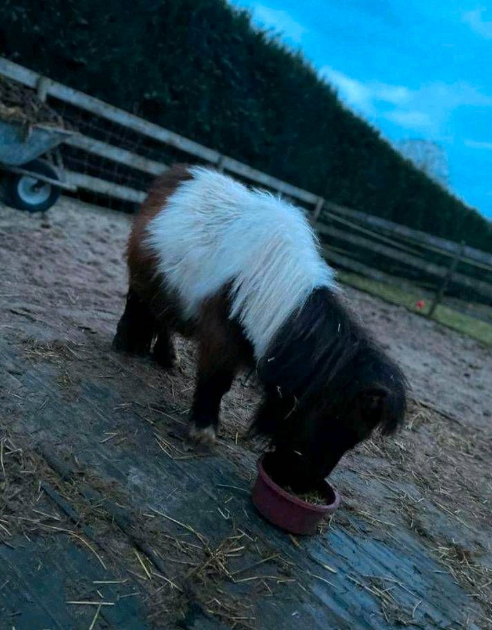 Minishetty Pony (Hengst) Kinderlieb 2 jährig total süß in Nordhorn