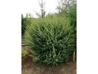 Juniperus  Heidewacholder Formgehölz Einzelstellung Steingarten! Nürnberg (Mittelfr) - Südoststadt Vorschau