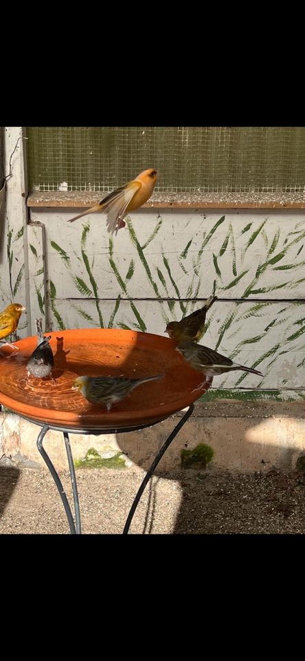 Kanarienvögel aus Volierenhaltung  zu verkaufen in Essen