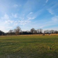 Offenstallplatz für freundliche Stute frei Niedersachsen - Selsingen Vorschau