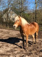 Vielseitige 15 jährige Haflinger Stute Schleswig-Holstein - Dersau Vorschau