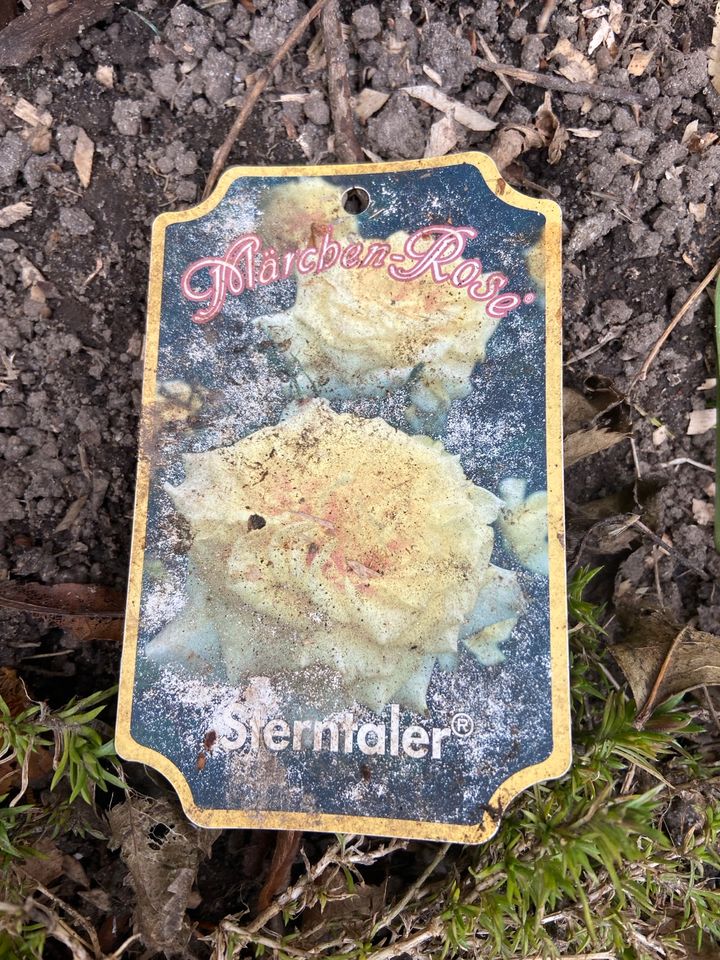 Edelrose Märchen Rose Sterntaler tauschen Gelbe Blüte in Stockelsdorf