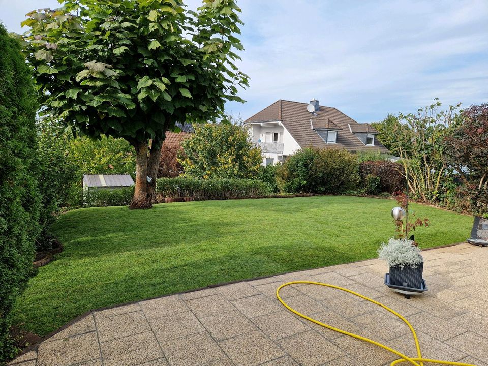 Rollrasen verlegen und Gartenpflege, Heckenschnitt, Sträucher, Bä in Elsdorf