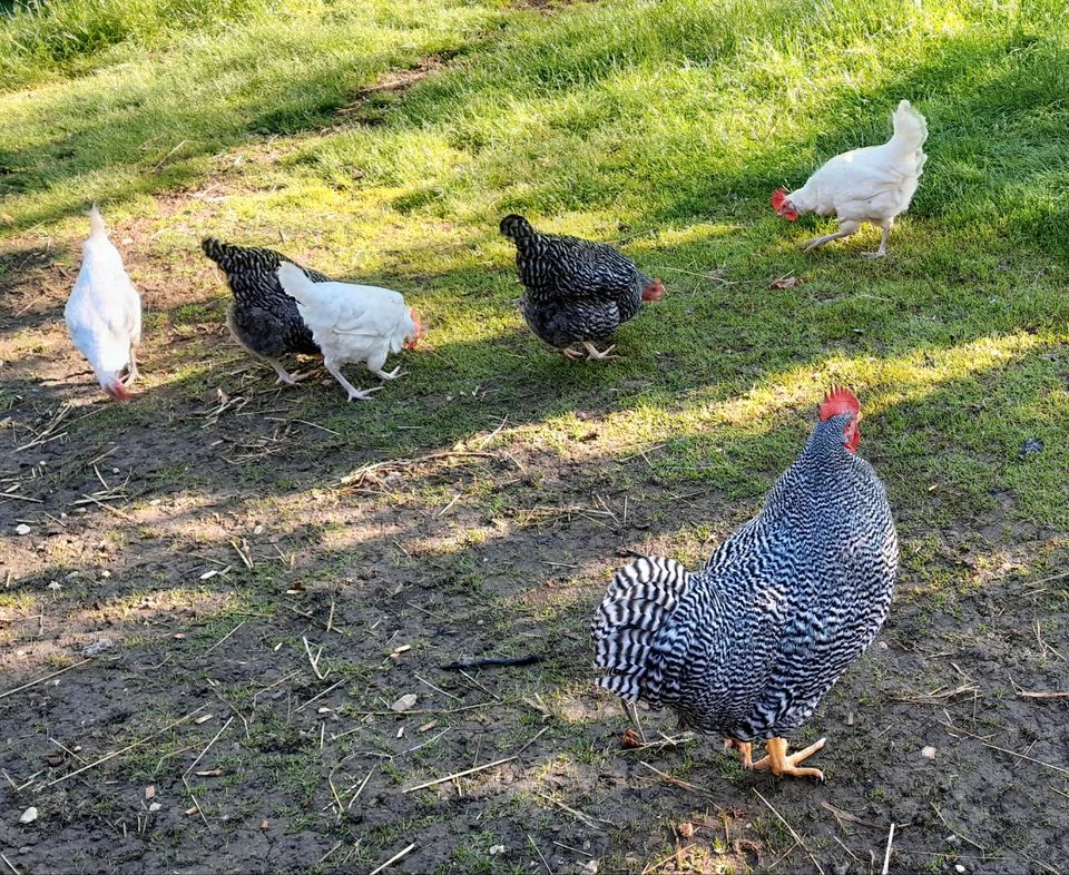 Sperber und Sandy Bruteier in Tengen