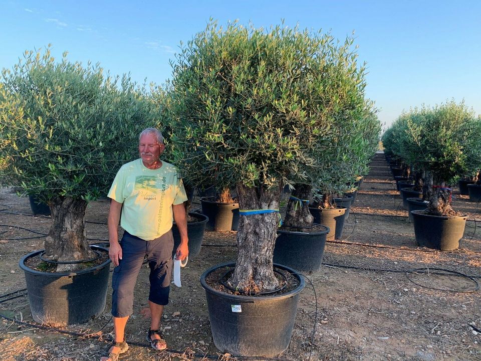 Olea Europaea hojiblanca(Olivenbaum)Bonsai 160/180cm Stammumfang in Recklinghausen