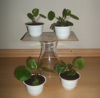 Ufopflanze Pilea peperomioides, Glückstaler Bauchnabelpflanze Baden-Württemberg - Sandhausen Vorschau