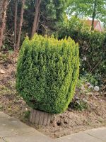 Ein schöner Thuja Baum zum selbst rausbudeln Niedersachsen - Stade Vorschau