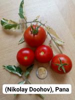 Tomaten Samen (Nikolay Doohov) Panaschiert Nordrhein-Westfalen - Gütersloh Vorschau