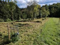 Grundstückspflege Bauplatz Bäume mähen mulchen Landschaftspflege Bayern - Schöllkrippen Vorschau