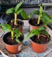 Zwei Bananenpflanzen Sachsen - Pesterwitz Vorschau