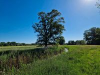 Rasen mähen, Hecke schneiden, Laub saugen o Grünschnitt entsorgen Sachsen-Anhalt - Magdeburg Vorschau