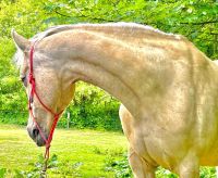 Palomino Stute Nordfriesland - Husum Vorschau