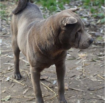 Sarah Shar-Pei Mix Hündin in Burgsinn