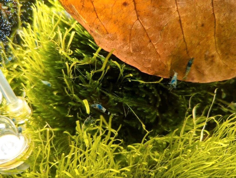 Blue  Bolt Garnelen Caridina Longemanni Taiwan Bee aus ENZ in Stuttgart