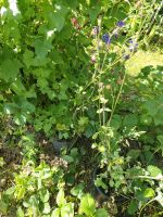 Garten Pflanze Akelei in drei Farben Blau ,Rosa Bayern - Helmbrechts Vorschau