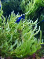 Blue Velvet, Blue dream Garnelen, neocaridina davidi Eimsbüttel - Hamburg Schnelsen Vorschau