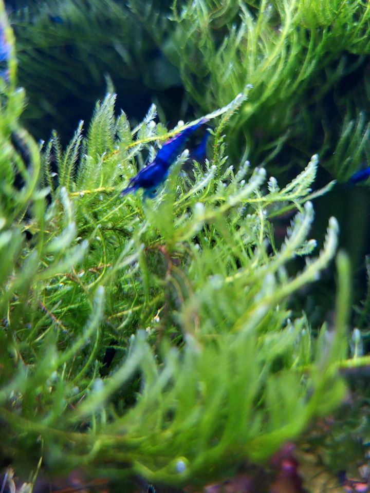 Blue Velvet, Blue dream Garnelen, neocaridina davidi in Hamburg