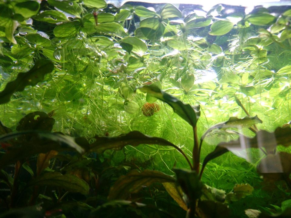 Schwimmpflanzen Wasserpflanzen für Aquarium und Gartenteich in Mittweida