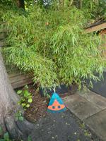 BAMBUS XXL PFLANZE GARTEN Terrasse Sichtschutz xxl GARTENPLANZE Niedersachsen - Tarmstedt Vorschau