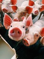 Tierpfleger Tierwirt Helfer Landwirt Quereinsteiger  gutes Gehalt Nordfriesland - Niebüll Vorschau