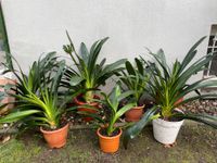 Clivia, orange blühend, 5 Pflanzen verfügbar, H 45-80 x 50-80cm Dresden - Seevorstadt-Ost/Großer Garten Vorschau