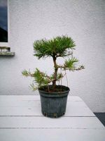 Kiefer Bonsai Sachsen-Anhalt - Dessau-Roßlau Vorschau