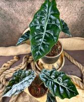 Alocasia Chantrieri 12 cm Topf # No Philodendron Dresden - Pieschen Vorschau