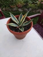 Agave im Topf Sachsen-Anhalt - Nienburg (Saale) Vorschau