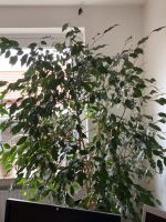 Große Benjamin Ficus- Pflanze, ca 2,00 m Niedersachsen - Duderstadt Vorschau