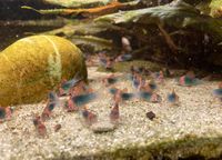 Corydoras Eques Panzerwelse Rheinland-Pfalz - Schmitshausen Vorschau