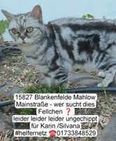 Katze Kater gefunden zugelaufen Blankenfelde-Mahlow Brandenburg - Blankenfelde-Mahlow Vorschau