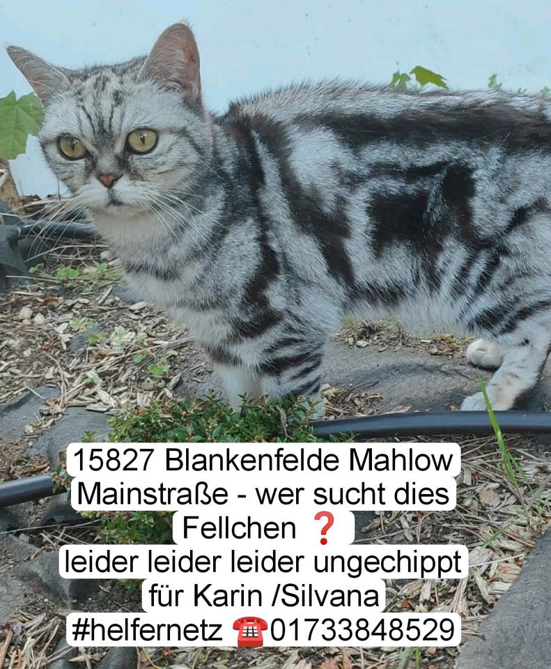 Katze Kater gefunden zugelaufen Blankenfelde-Mahlow in Blankenfelde-Mahlow