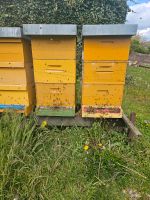 Bienenvölker Carnica Saarland - Perl Vorschau