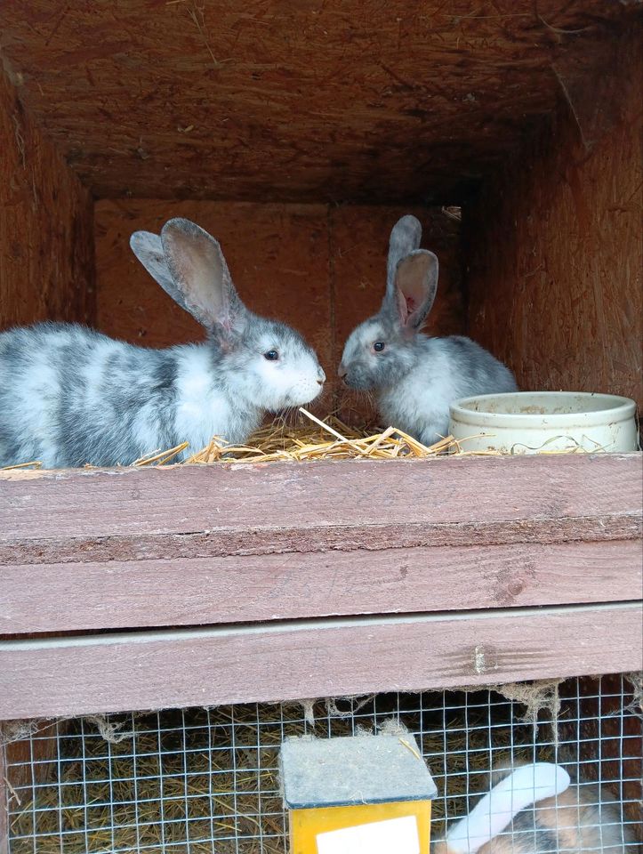 Junge Kaninchen zu verkaufen in Bunde