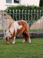 Minishetty zu verkaufen Niedersachsen - Gronau (Leine) Vorschau