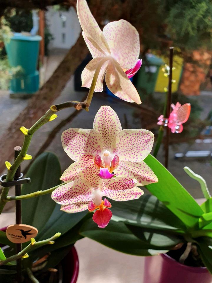 Orchideen blühend in Waghäusel