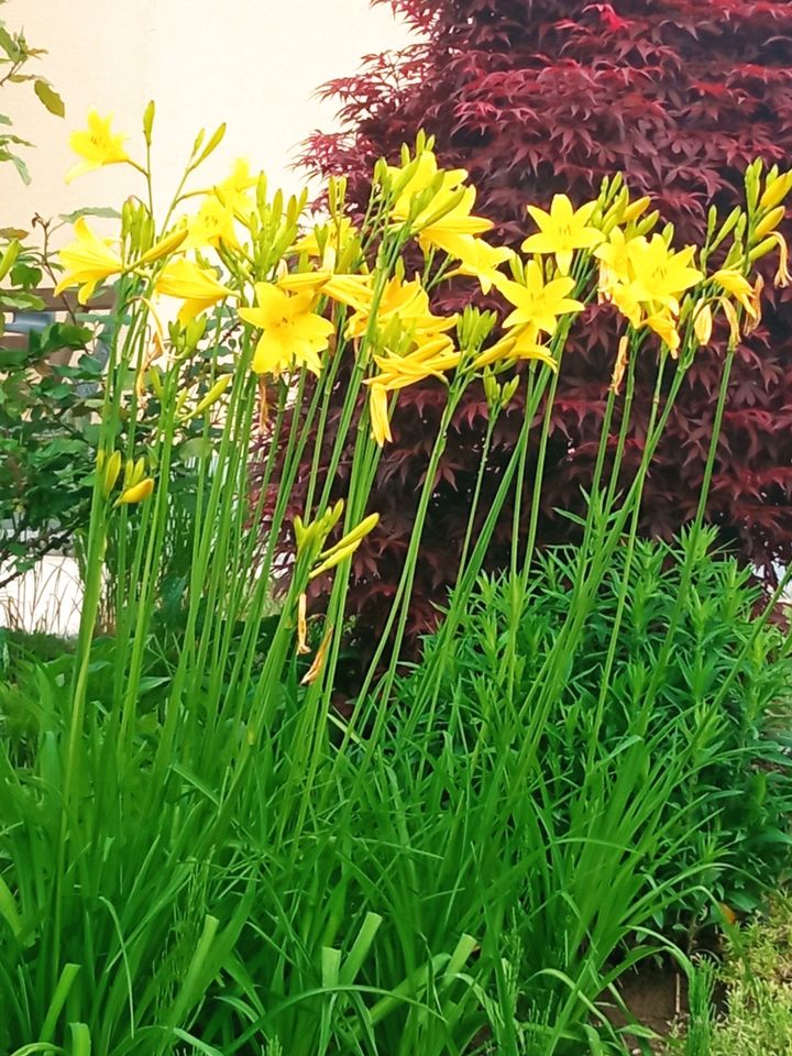 Hemerocallis Taglilie Gelb Winterharte Staude in Pottenstein